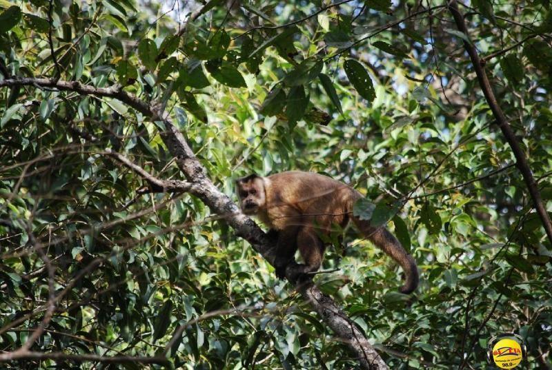 Fragmentação de habitat por incêndios ou ações humanas colocam em risco macaco prego 